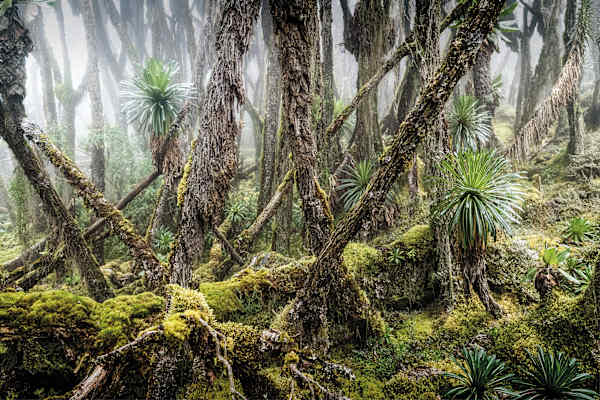 Mondberge Ruwenzori