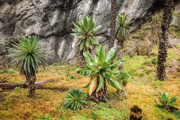 Mondberge Ruwenzori