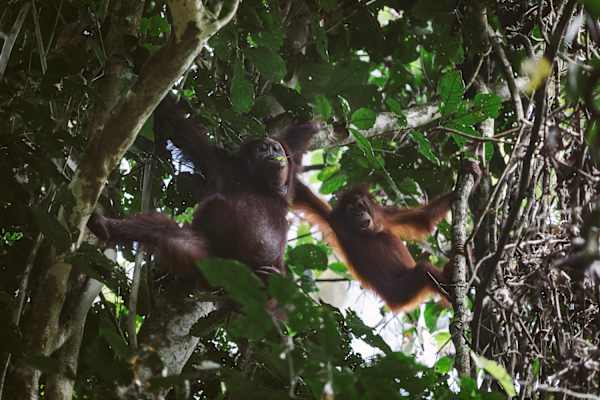 Affen auf Borneo