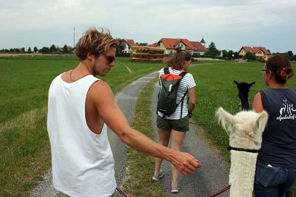 Alpakas Wandern