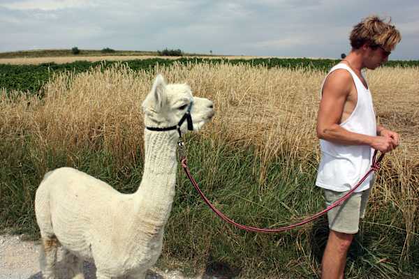 Alpakas Wandern