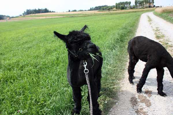 Alpakas Wandern