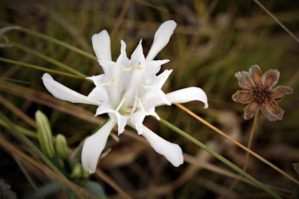 Rota Vicentina, Weitwandern in Portugals