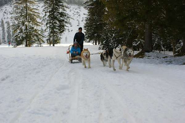Huskys Tatra