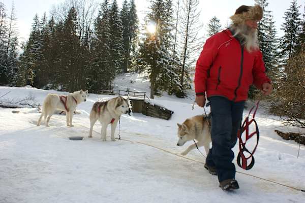 Huskys Tatra