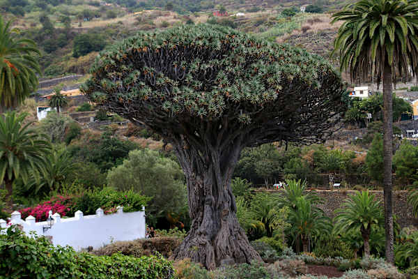 Teneriffa Teide Nationalpark