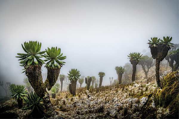Mondberge Ruwenzori