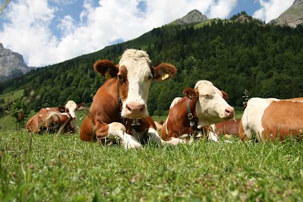 Simmentaler Fleckvieh