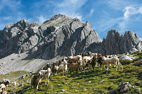 Enzenspergerweg
