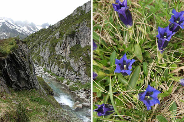 Die Freiwilligen helfen mit, die Kulturlandschaft der Alm zu erhalten - unter anderem den Enzian