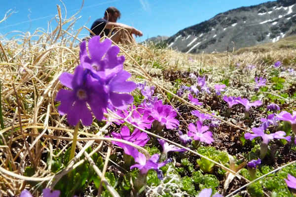 Blumenvielfalt im Frühling entlang des Zustiegs zur Salmhütte im Nationalpark Hohe Tauern