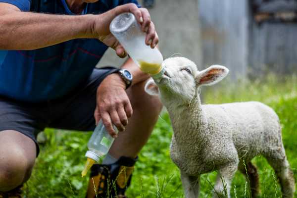 Lamm wird gefüttert; Caritas-Bergeinsatz