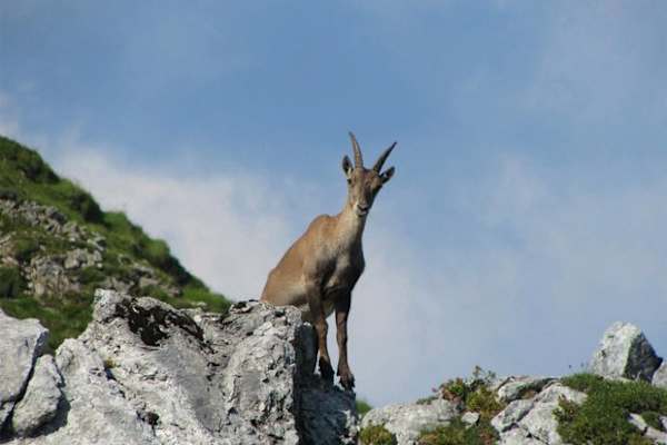 Glongspitze