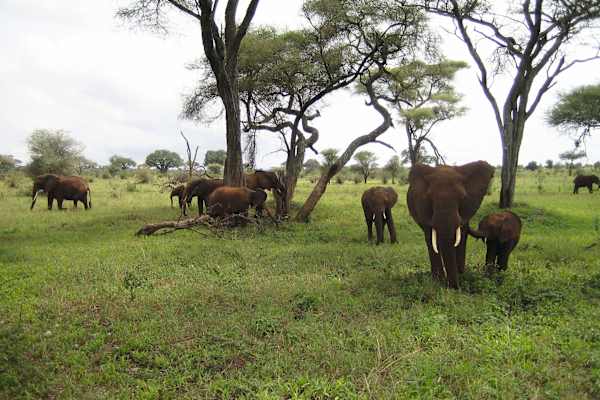 Kilimanjaro-Massiv: Tansanische Elefanten