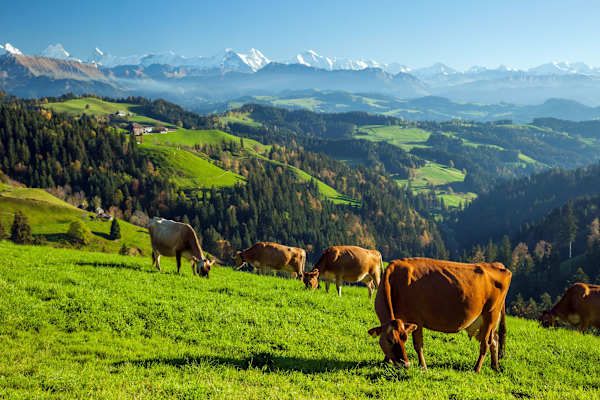 Weidekühe im Emmental (Berner Mittelland)