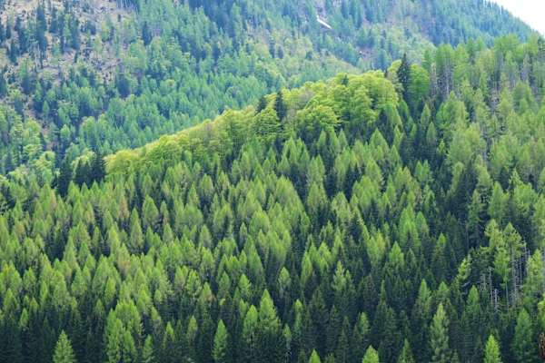 Wald im Nationalpark Kalkalpen