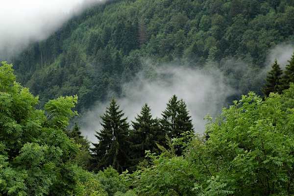 Unterwegs im Schwarzwald