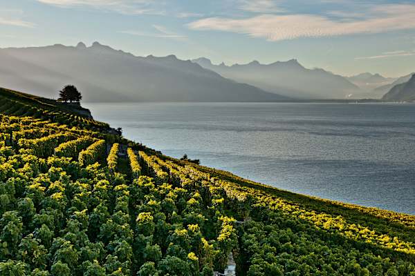Unesco Lavaux Genfersee