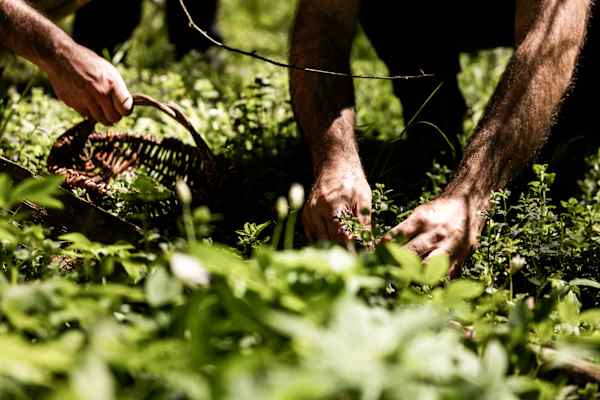Kräuter sammeln Wald Survival Camp