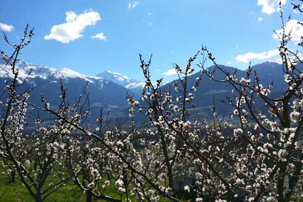 Frühling im Vinschgau in Südtirol
