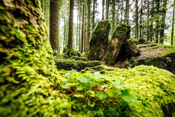 Waldspaziergang in Ruhpolding