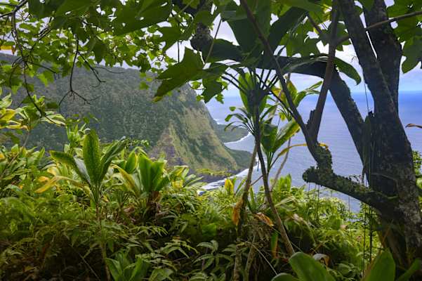 Waimanu Valley