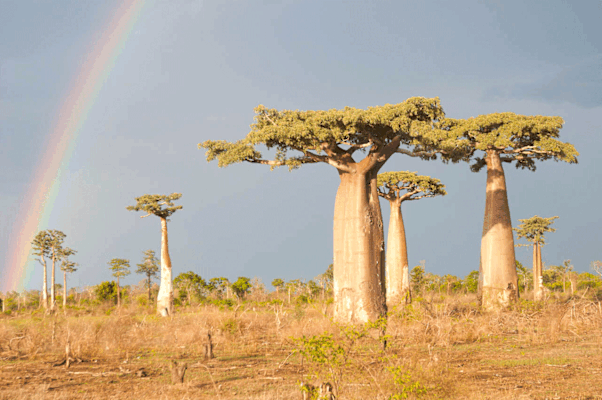 Hin und wieder muss man auch einfach zum richtigen Zeitpunkt am richtigen Ort sein, wenn sich der Regenbogen zwischen die Affenbrotbäume schummelt, Madagaskar