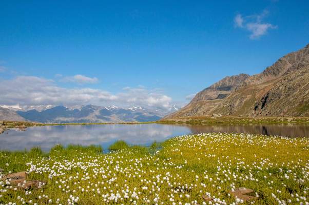 Blühendes Wollgras an einem kleinen Bergsee