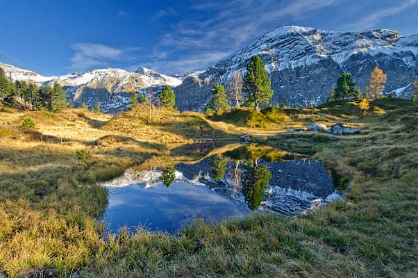 Simmental Hohberg