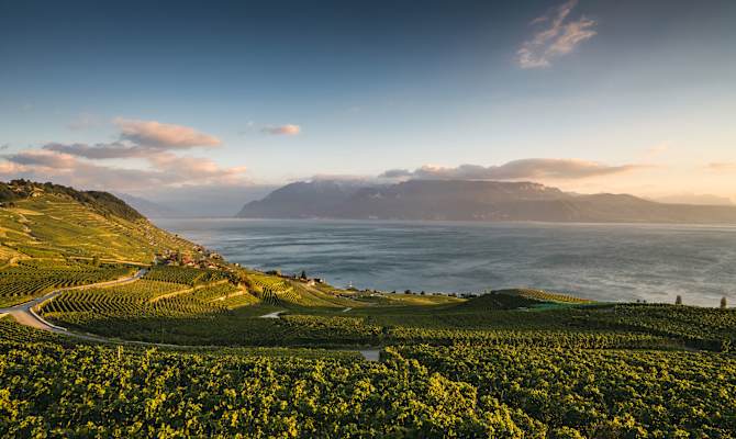 Unesco Lavaux Genfersee