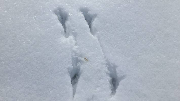 Tierspuren im Schnee: Vogelfährte