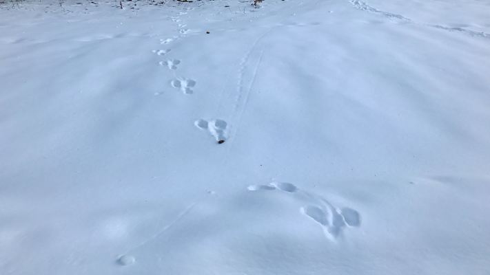 Winter in Tirol: Hasenspur im Schnee