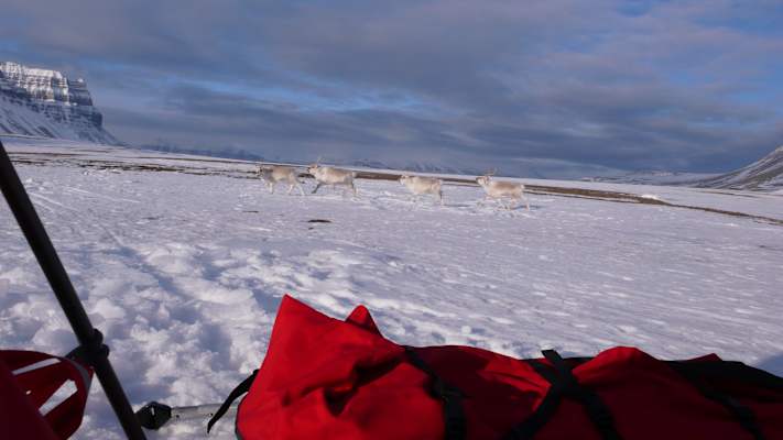 Auch Rentiere sieht man auf Spitzbergen.