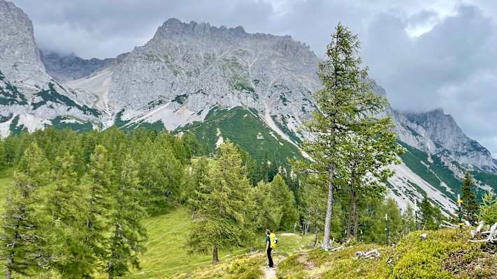 Oberhalb des Waldes rückt das mächtige Dachsteinmassiv ins Bild.