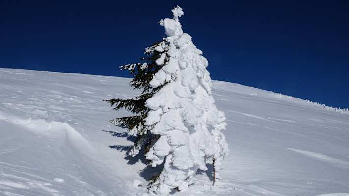 Skitour in den slowenischen Karawanken: Baum am Dovška Baba