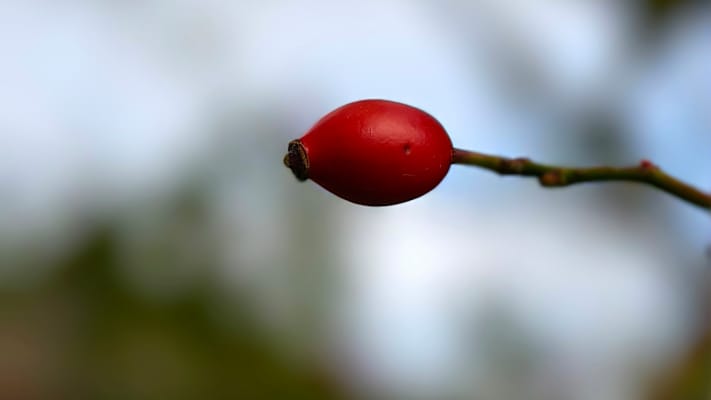 Den Herbst festhalten: eine Hagebutte in der Makro-Aufnahme.