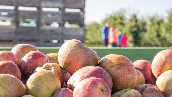 Kosten erlaubt: Entlang der Obstland-Route werden vor allem Äpfel angebaut.