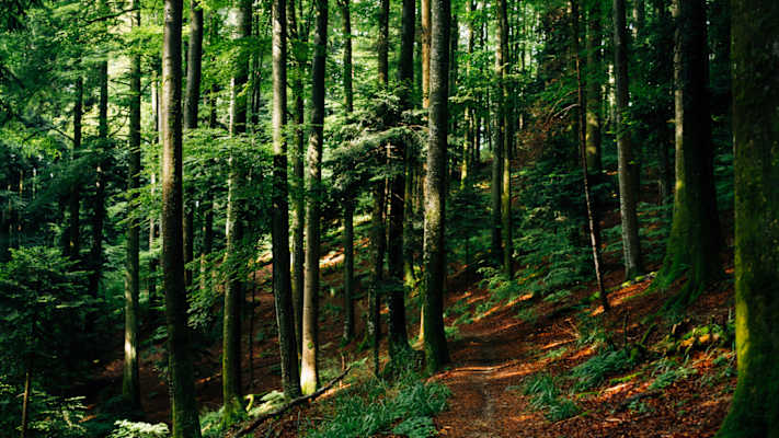Ein mit goldbraunem Laub bedeckter Wanderweg führt durch einen Wald mit hohen, zum Teil moosbewachsenen Bäumen. Das Licht fällt zwischen den Bäumen hindurch.