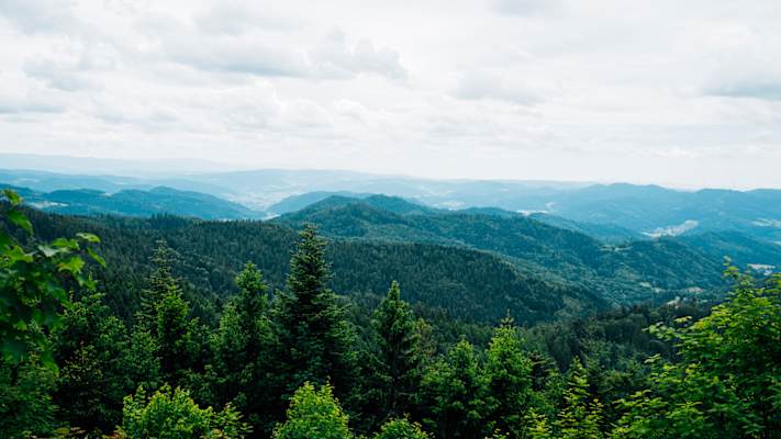 Ausblick auf viele bewaldete Hügel.