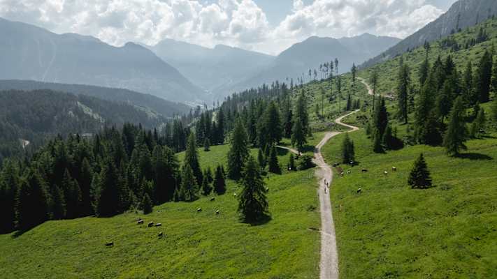 Fostweg auf der Latemar Ronda im Eggental durch durch Weidegebiet mit Kühen und Bäumen.