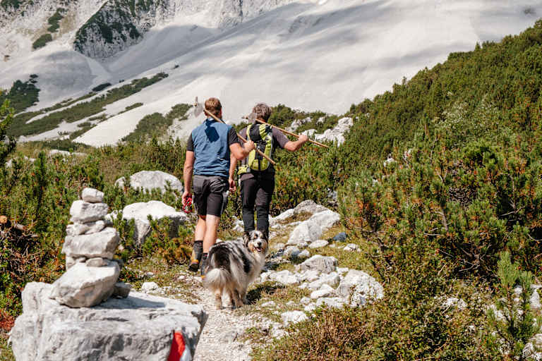 Wegwarte mit Hund