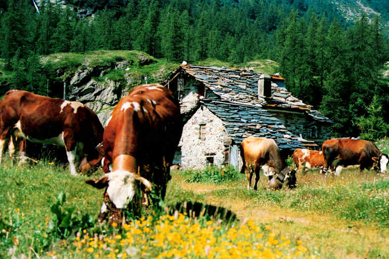 Bewirtschaftete Almen liefern ausgezeichnete Milch, Butter und Käse, die vor Ort verkostet werden können.