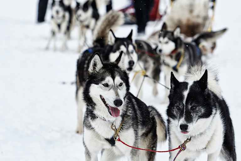 Die Schlittenhunde ziehen die Gruppe.