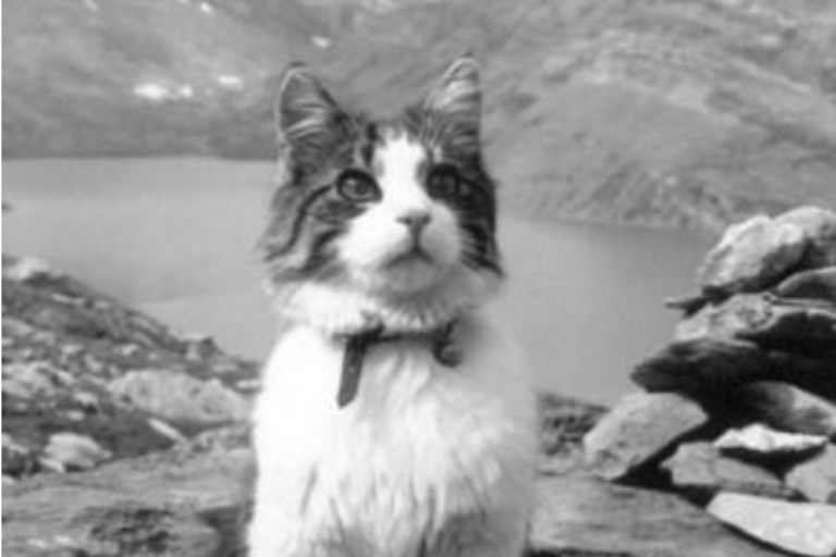 Kater Tomba