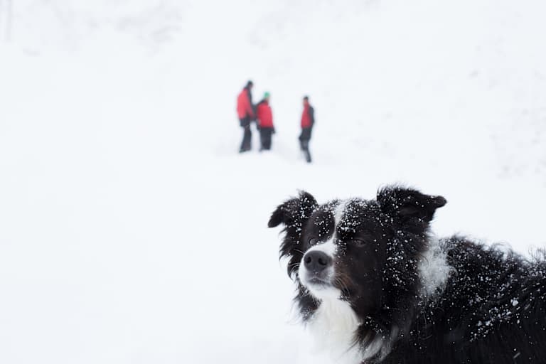 Lawinenhund Tirol