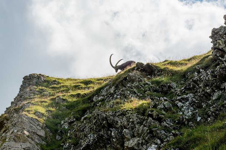 Den Steinbock bekommt man am Steinbock-Trek am Brienzer Rothorn häufig zu Gesicht.