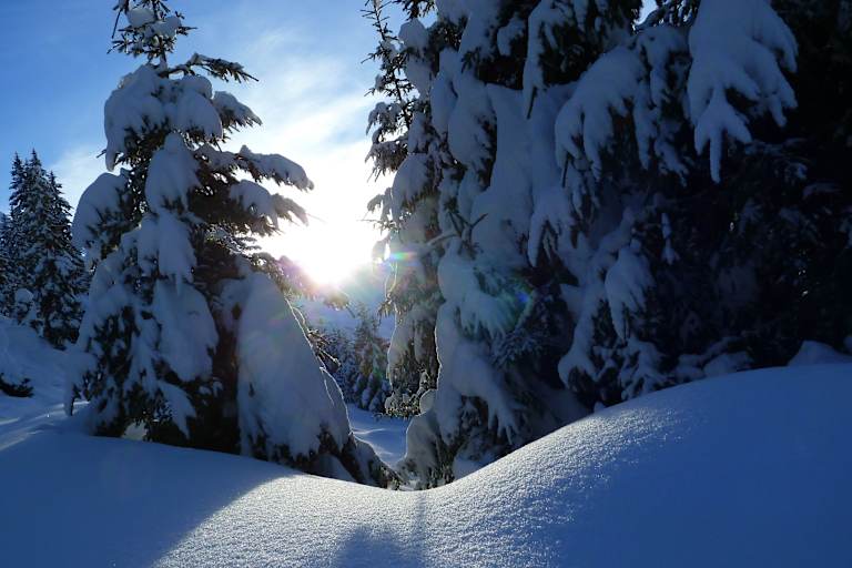 Winterwald