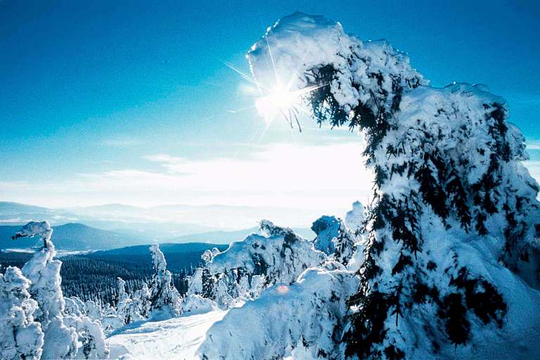 Winterzauberwald