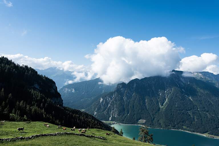 Blick von der Dalfazalm mit weidenden Kühen hinunter auf den Achensee in Tirol.