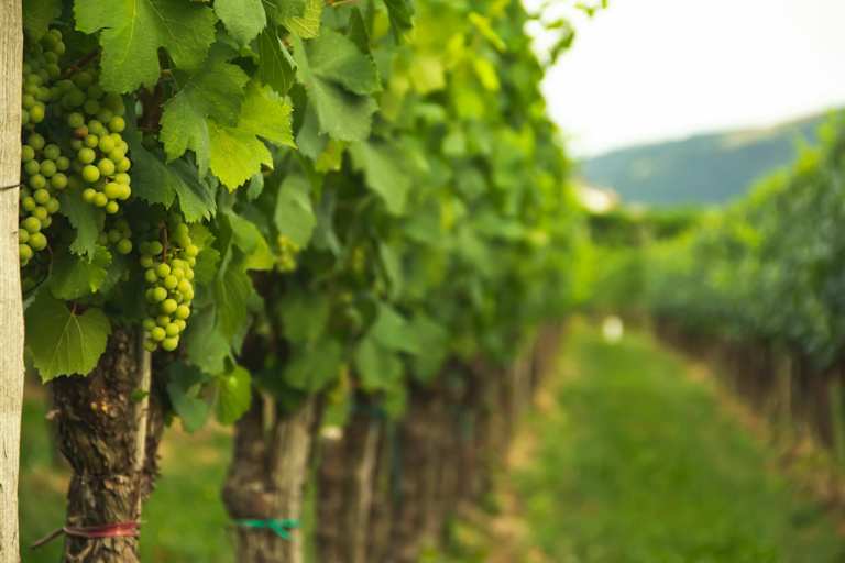 Weinreben